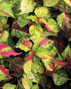 Alternanthera 'Mai Tai' 