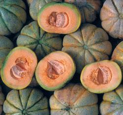 Cantaloupe 'Oka' Cantaloupe 'Oka'