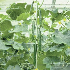 Cucumber Japanese 'Tasty Jade' Cucumber Japanese 'Tasty Jade'