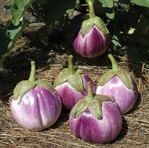 Eggplant 'Rosa Bianca' Eggplant 'Rosa Bianca'