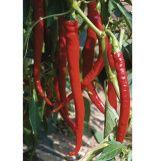 Pepper 'Cayenne' Pepper 'Cayenne'