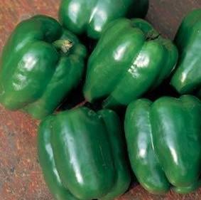 Pepper 'Lady Bell' Pepper 'Lady Bell'