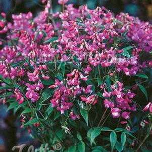 Lathyrus vernus