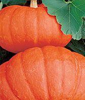 Pumpkin 'Rouge vif d'Etampes' Pumpkin 'Rouge vif d'Etampes'