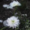 Leucanthemum superba 'Aglaia'