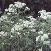 Anaphalis margaritacea 'New Snow'