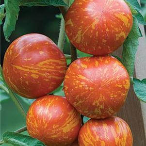 Tomato 'Red Zebra' Tomato 'Red Zebra'