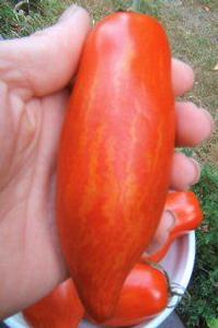 Tomato 'Speckled Roman' Tomato 'Speckled Roman'