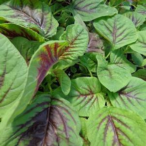 Amaranth 'Yin Tsai' Amaranth 'Yin Tsai'