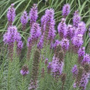 Liatris spicata 'Floristan violet'