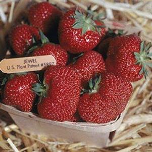 Strawberry 'Jewel' Strawberry 'Jewel'