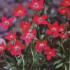 Anemone multifida 'Annabella Deep Pink'