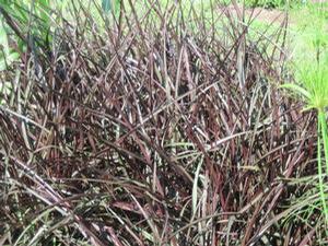 Pennisetum setaceum 'Graceful Grasses Vertigo' Pennisetum setaceum 'Graceful Grasses Vertigo'