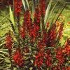 Lobelia cardinalis