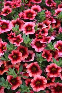 Calibrachoa 'Superbells® Coralberry Punch'