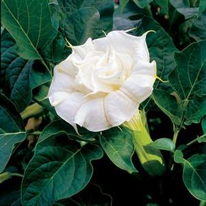 Datura m. 'Ballerina White' Datura m. 'Ballerina White'