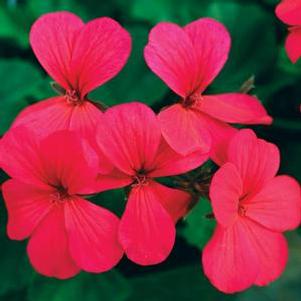 Geranium 'Caliente® Hot Coral' Geranium 'Caliente® Hot Coral'