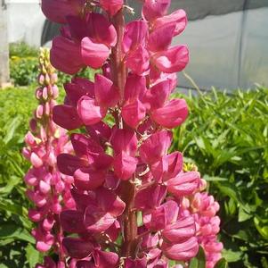 Lupinus polyphyllus 'Gallery Red' Lupinus polyphyllus 'Gallery Red'