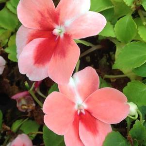 Impatiens 'Patchwork Peach Prism' Impatiens 'Patchwork Peach Prism'