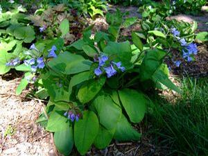 Mertensia virginica Mertensia virginica