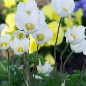 Anemone sylvestris