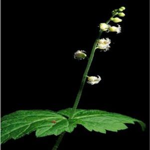 Mitella diphylla
