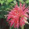 Monarda didyma 'Coral Reef'