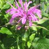 Monarda fistulosa 'Claire Grace'