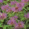Monarda fistulosa