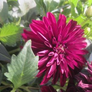 Dahlia 'Dahlinova Hypnotica™ Dark Night' Dahlia 'Dahlinova Hypnotica™ Dark Night'