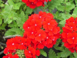 Verbena 'Estrella™ Voodoo Red'