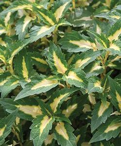 Coleus 'Alligator Tears'