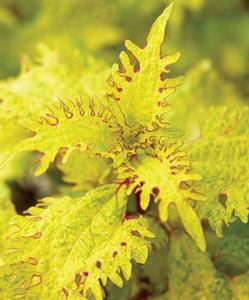 Coleus 'Lemon Twist™' Coleus 'Lemon Twist™'
