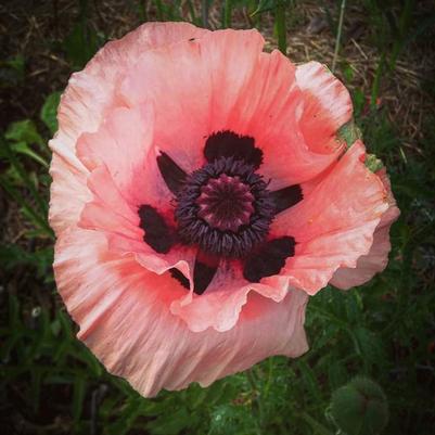 Papaver orientale 'Konigin Alexandra' Papaver orientale 'Konigin Alexandra'