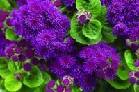 Ageratum 'Patina Purple'