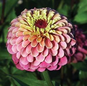 Zinnia 'Queen Red Lime' Zinnia 'Queen Red Lime'