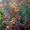 Agastache 'Apricot Sprite'