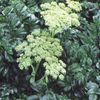 Angelica pachycarpa