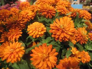 Zinnia 'Profusion Double Fire' Zinnia 'Profusion Double Fire'