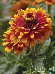 Zinnia 'Zowie Yellow Flame' Zinnia 'Zowie Yellow Flame'