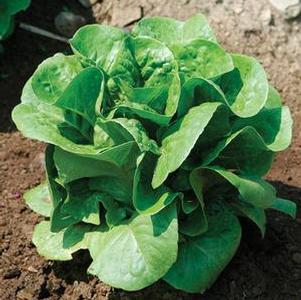 Lettuce 'Winter Density' Lettuce 'Winter Density'