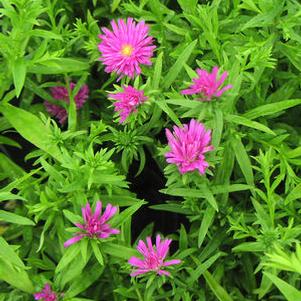 Aster 'Pink Magic'
