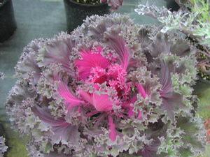 Flowering Kale 'Chidori Red' Flowering Kale 'Chidori Red'