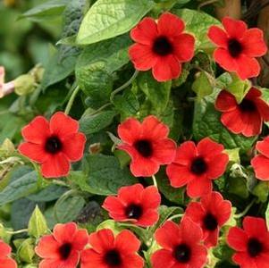 Thunbergia alata 'Arizona® Dark Red' Thunbergia alata 'Arizona® Dark Red'