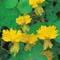 Tropaeolum peregrineum peregrinum Tropaeolum peregrineum peregrinum