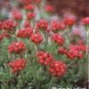 Antennaria dioica ''Rubra''