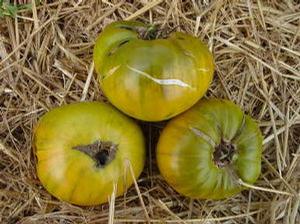 Tomato 'Aunt Ruby's German Green' Tomato 'Aunt Ruby's German Green'