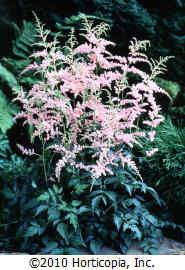 Astilbe simplicifolia 'Jacqueline'
