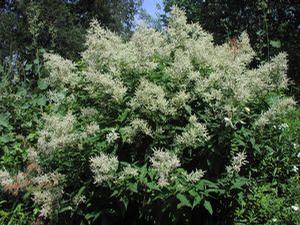 Persicaria polymorpha