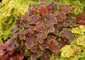 Heucherella 'Solar Eclipse' Heucherella 'Solar Eclipse'